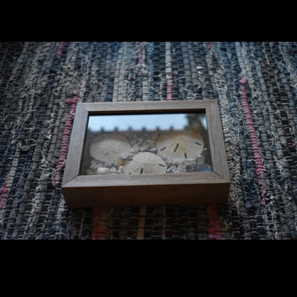 Sand dollar shadow box display - Picture 3 of 5